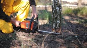 Best Stump Grinding and Removal  in Marshall, IL