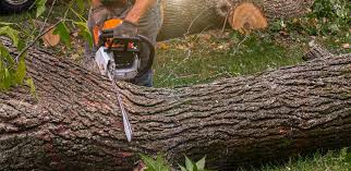How Our Tree Care Process Works  in  Marshall, IL