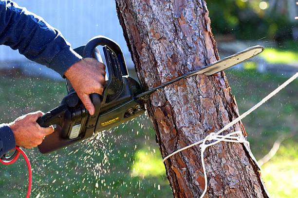 Professional Tree Care in Marshall, IL